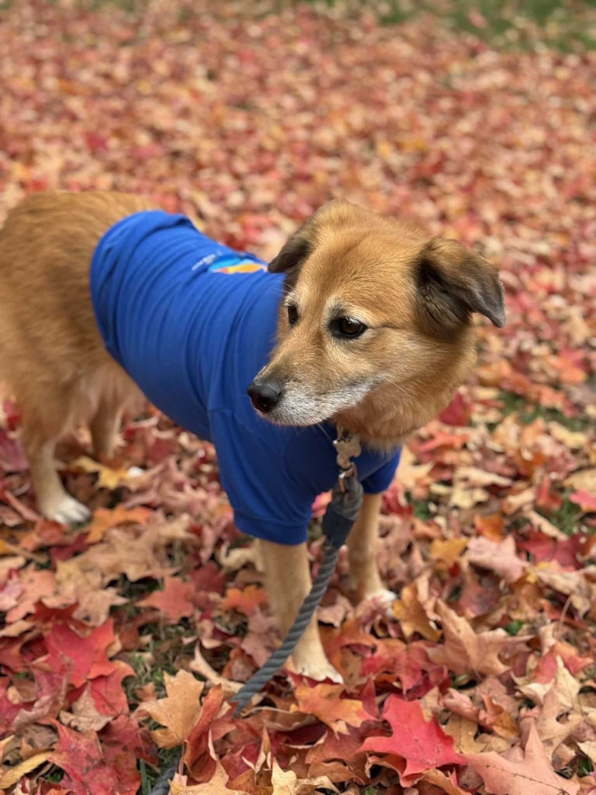Dorothy, the DMAK'S HVAC team mascot